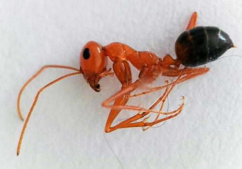 Cataglyphis nodus